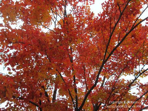 Red Maple - In my front yard.