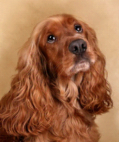 Cocker Spaniel - Mans Best Friend