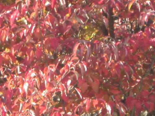 close up of tree with red leaves taken Sunday whil - close up of tree with red leaves taken Sunday while I was out