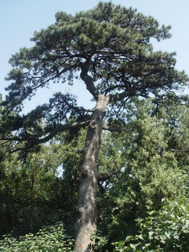 My vistit to xiangshan park  - I like the pine tree there