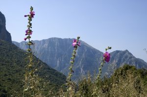 Wild flowers - Wild flowers standing before mountains.