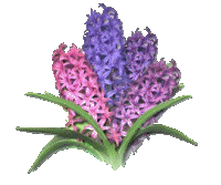 Purple Flowers - Purple Flowers, holly Hocks