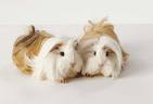 guinea pig - peruvian guinea pig