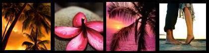 Flowers - Row Of Flowers