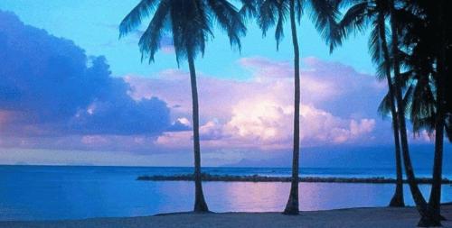 Tropical - tropicak palms