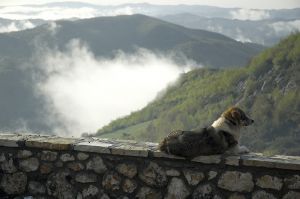 Dog - A photo of a dog sitting on a wall.