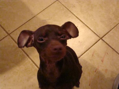 Waiting on a treat - My miniature pinscher waiting for a treat.