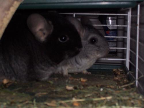 Chin festival addition - this fall our chincillas had babies in time for the festival. woot