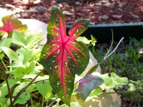 caladiums in the yard - I took this with my new toy caladiums in the yard - I took this with my new toy