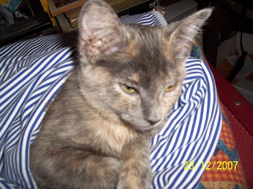 Libby at her first check-up - my new cat last year Libby getting ready for her first vet. visit.