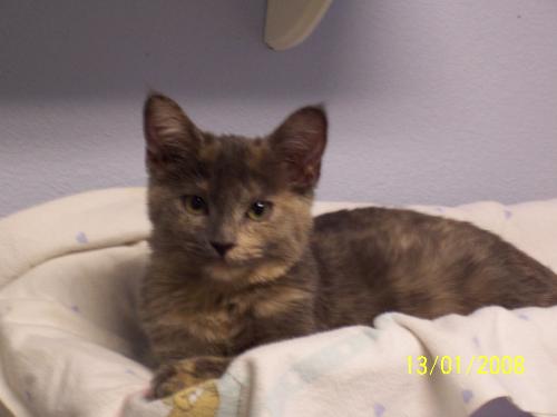 Libby at the vet - Libby at her first vet. visit