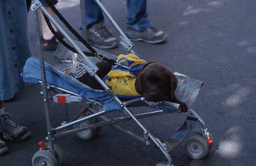 dog in a chair - a small dog