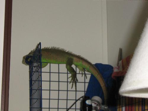 Lizard - my iguana Kal-el climbing on his cage.