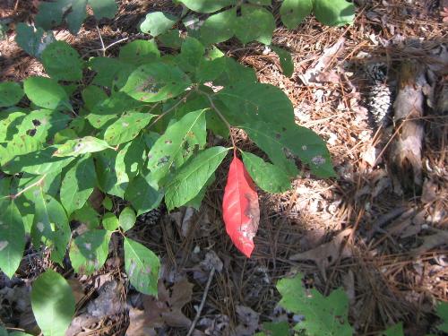 Red Leaf - A plant with one red leaf