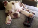 dogs - dogs pets