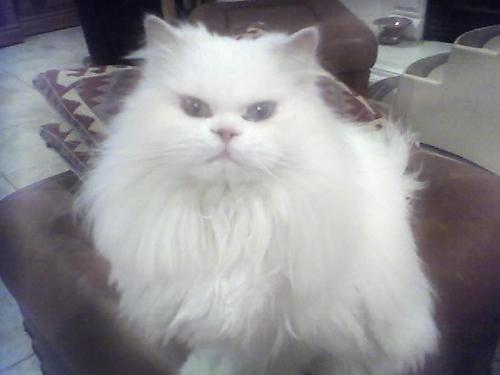 My baby! :)  - She's a very sweet cat!