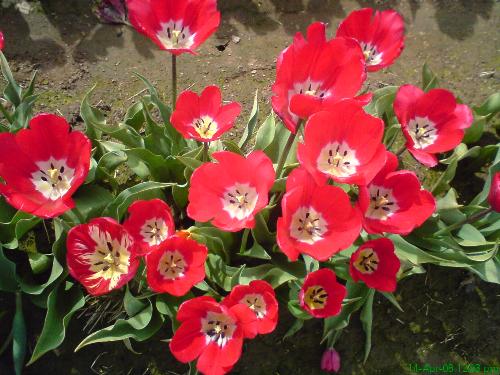Beautiful tulips - This is another angle to see the tulips. I took it when I viewed it from top. Usually people will take its picture from sideway. This is different. You could know who tulips look like from top now.