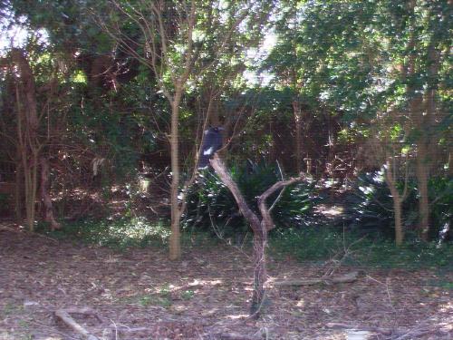 'Wildlife' in my yard -  Bird in my back yard, really surprising in the city,
