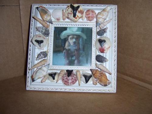 Framed with Sea Shells and Sharks' Teeth - Picture frame adorned with sea shells and sharks' teeth - all personally found on Jacksonville's and Miami's (Florida) beaches.