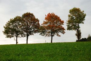 Real autumn - A nice shot of an autumn season with nice trees.
