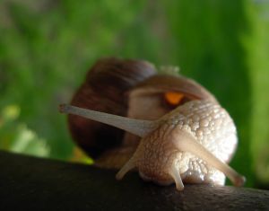 The lazy snail - The lazy snail having rest as usual!