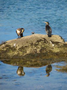 Cosmorants - Two cosmorants having some rest at a island.