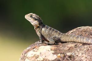 Lizard - A lizard looking at sun in a morning!