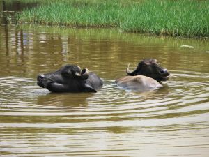 Buffalo - Some buffaloes having bath in water pond.