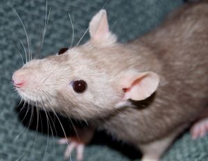A curious rat - A curious rat trying to sense camera.