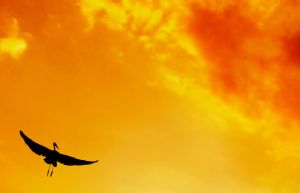 A blue heron - A blue heron flying against the sunset.
