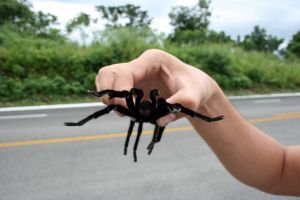 A tarantula - A tarantula hold by a man.