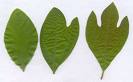 sassafras leaves - The three different leaves of a sassafras tree.