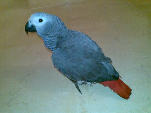 Yago the african grey - my new 6 months old parrot, african grey named Yago