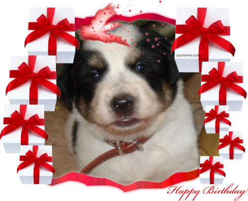 Meet My Doogle - This is my Saint Bernard Puppy named Doogle. He was named after Google because the money that we used for us to have him is coming from my husband's Google adsense earnings. It's his 2nd month birthday today. His very playful, naughty and intelligent. He's very sweet and lovable. Doogle owns a dogster account and his very happy with us.