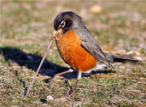 Working Mom to feed her babies. - Eventhough one has to leave work on their own accord, they are still working.