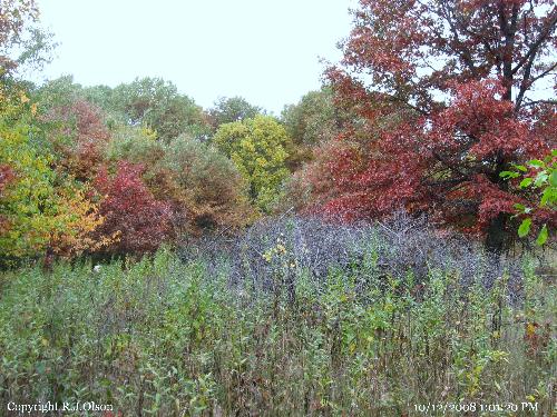 Fall Colors - Taken in a field at a local Nature Center I walk through a lot.