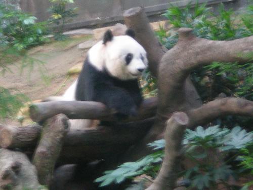 mylove - There is a panda in Hong Kong,Ocean Park.The name is JiaJia.