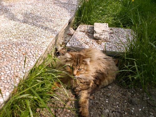 This is a king of cats - This is another cat of mine. His fur is very nice, and he has very long fur hairs.  He is very intelligent and very nice.