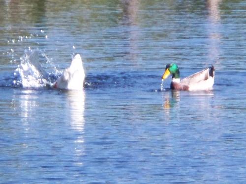 splashing duck - The ducks were having a great time.