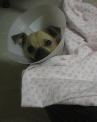 After spaying - Our little darling sporting a collar while recuperating after spaying.