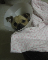 After Spaying - Our little darling recuperating with her Elizabethan collar after spaying.
