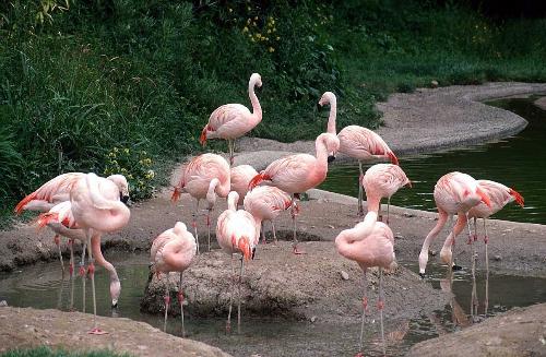 Lots of birds with tale nick - look at these beautifull creatur !!