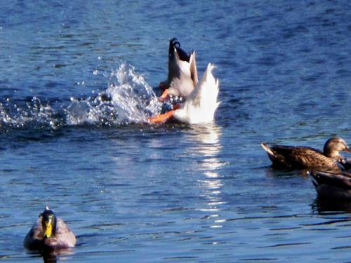 duck tails - here are some ducks havin fun