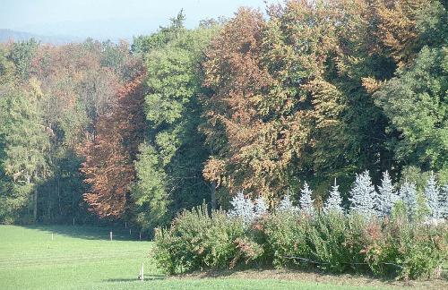 forest_wood - A nice forest