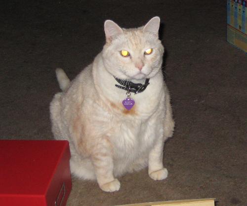 Sammy - Our micro lion.