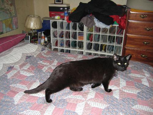 Rocky - Black Panther.
