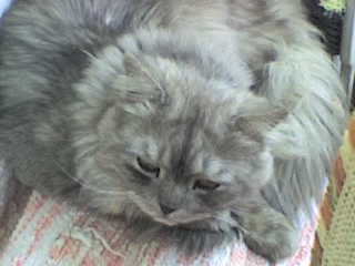 munchy - my best friend's cat Munchy
