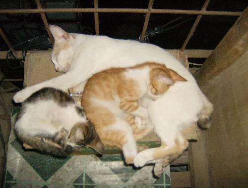My Beautiful Babies - This is Ami and her firstborn.