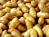 Potatoes - A big potato collection. One of the vegetables I like.