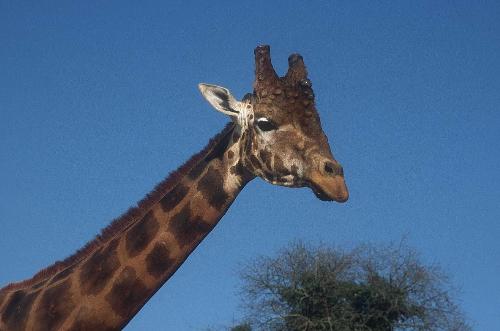 giraffe - Giraffe's nick , look at this people !